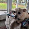 dogpalsierra